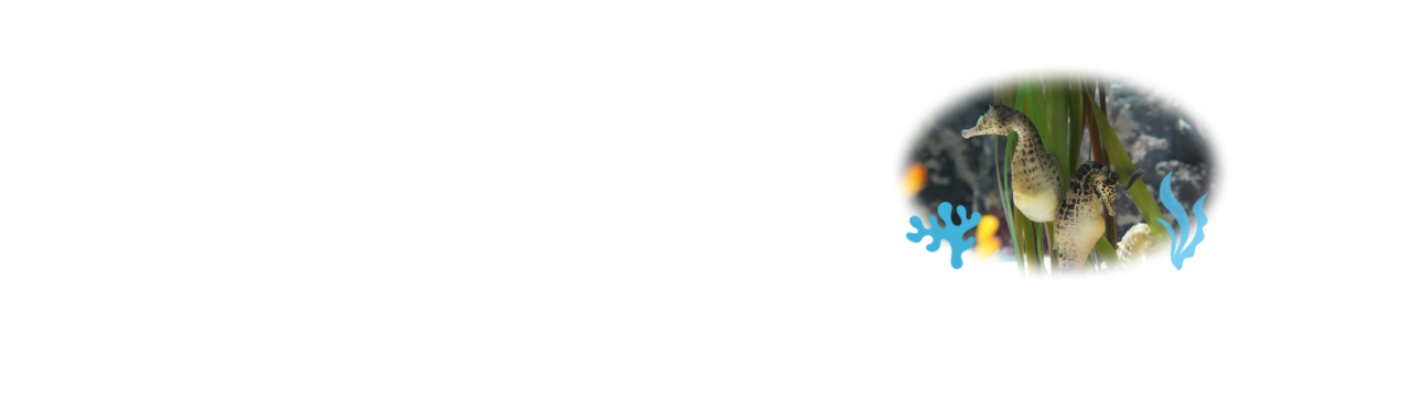 이달의 생물 빅벨리해마