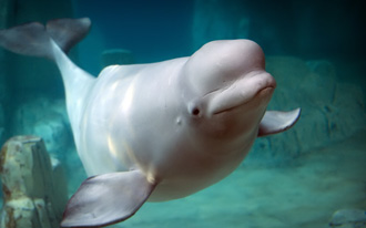 Beluga