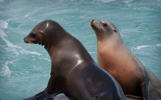 California Sea Lion