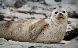 Asian small-clawed otter