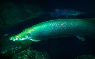 Electric eel