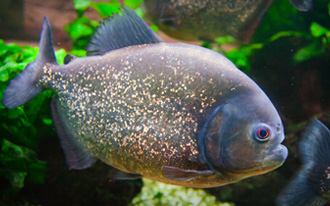 Piranha