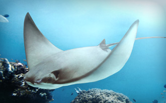 Cownose Ray