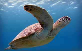 Green Turtle