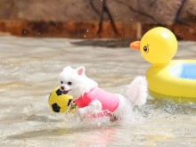 댕댕워터파크
