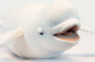 Beluga Doll